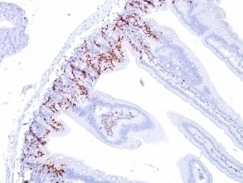 BrdU Antibody [BU20a]