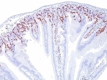 Bromodeoxyuridine Antibody [SPM166]