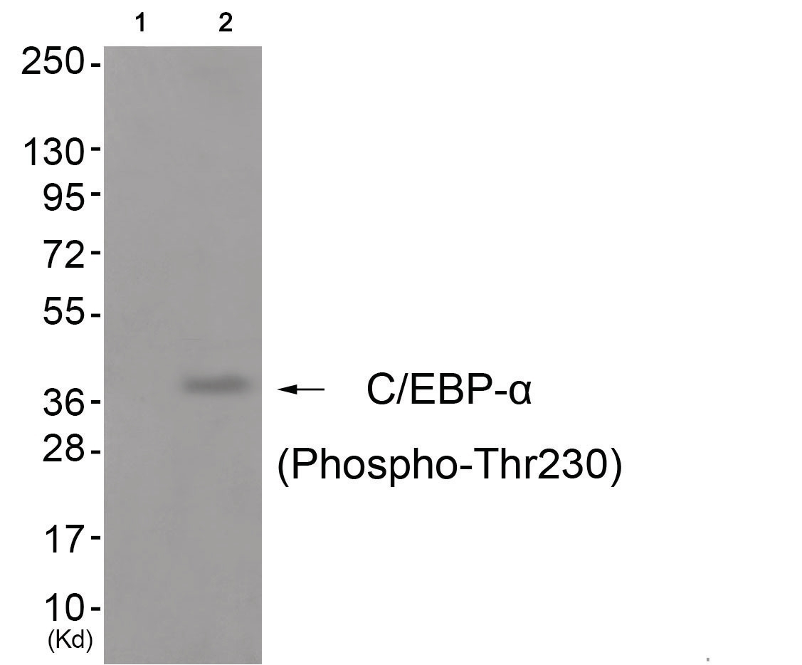 C/EBP-alpha (phospho Thr230) Antibody