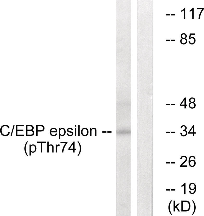 C/EBP- (phospho Thr74) Antibody