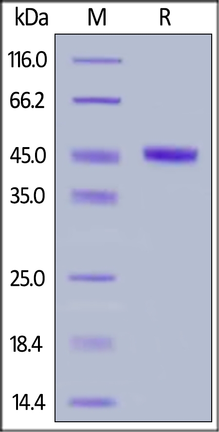 CBLB / RNF56 Recombinant Protein