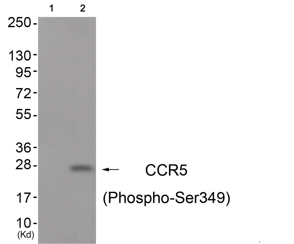 CCR5 (phospho Ser349) Antibody