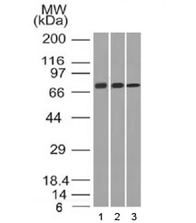 CD105 Antibody [ENG/1326]