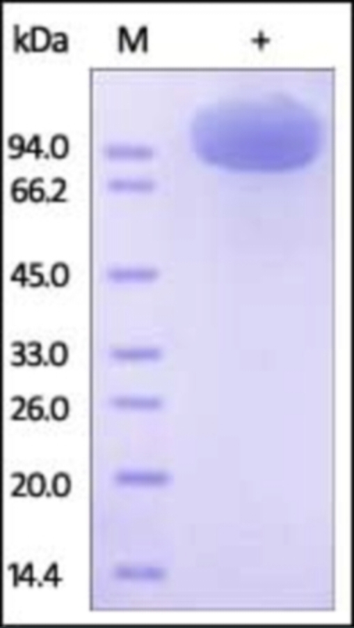 CD115 Recombinant Protein