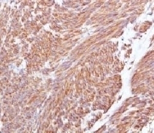CD117 Antibody [CLDA117]