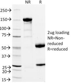 CD11a Antibody [DF1524]