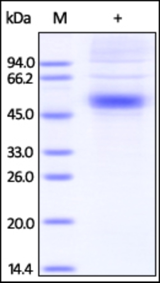 CD125 Recombinant Protein