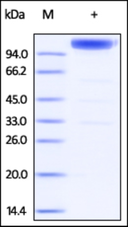 CD130 Recombinant Protein