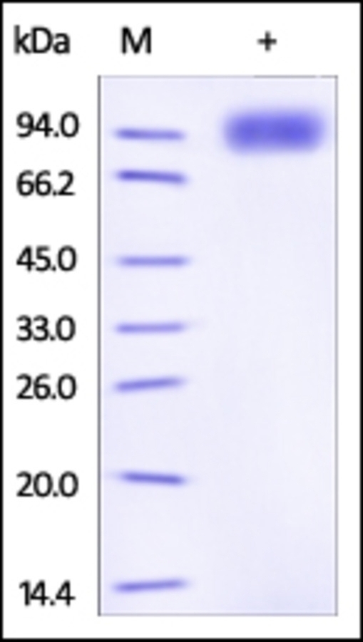 CD130 Recombinant Protein