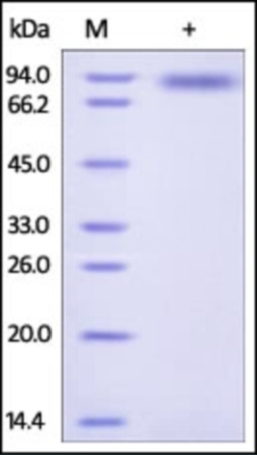 CD132 Recombinant Protein
