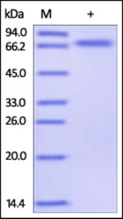 CD134 Recombinant Protein