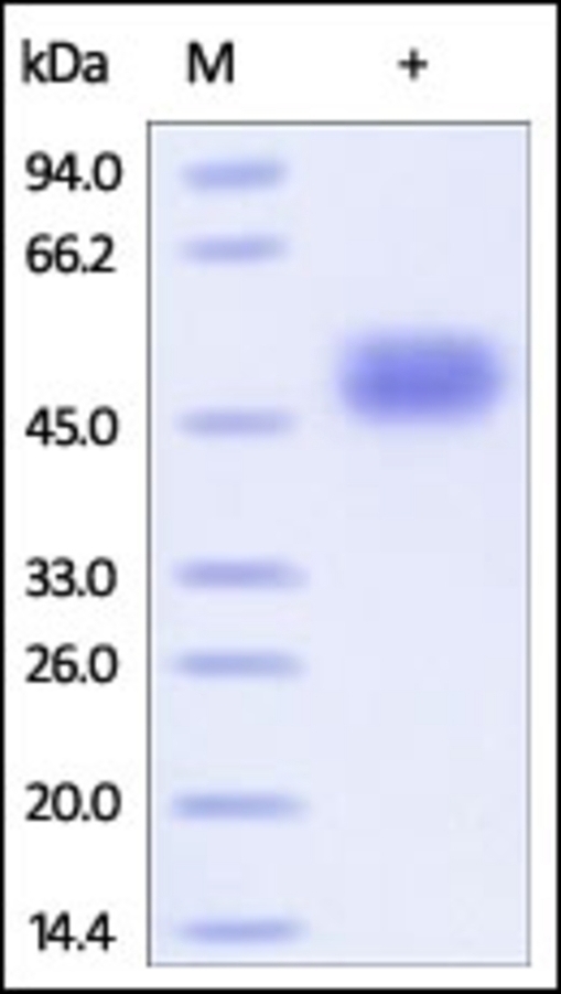 CD14 Recombinant Protein