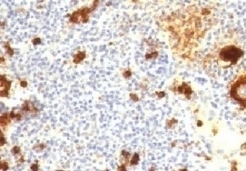 CD15 Antibody [CDLA15-1]