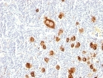 CD15 Antibody [FUT4/815]
