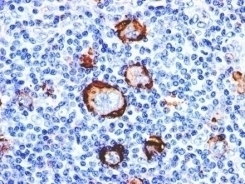 CD15 Antibody [Leu-M1 or MMA]