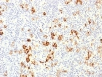 CD15 Antibody