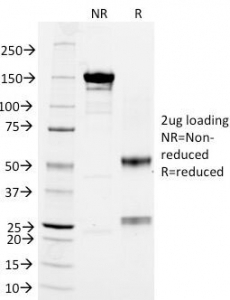 CD18 Antibody [68-5A5]