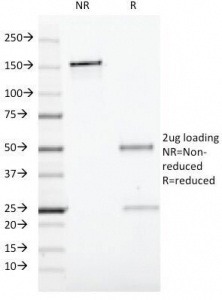 CD19 Antibody [CVID3/429]