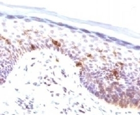 CD1a Antibody [CLDA1a]