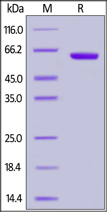 CD2 / SRBC Recombinant Protein