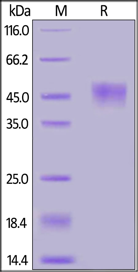CD24 Recombinant Protein