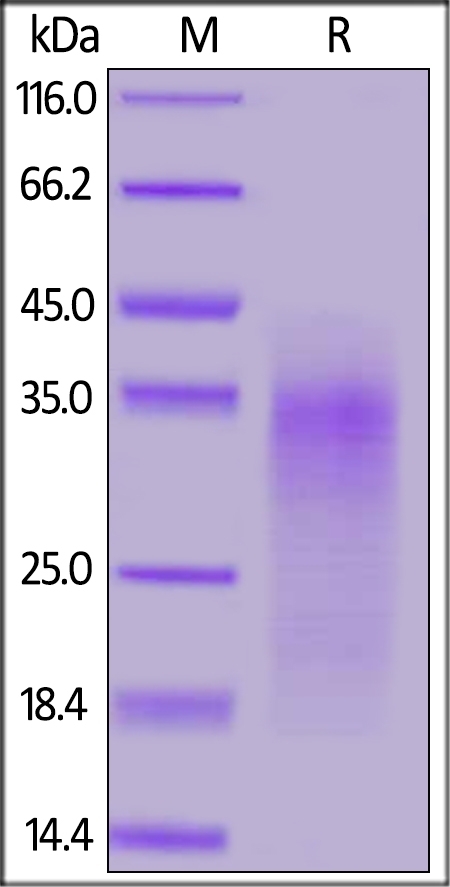 CD24 Recombinant Protein