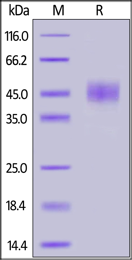 CD24 Recombinant Protein