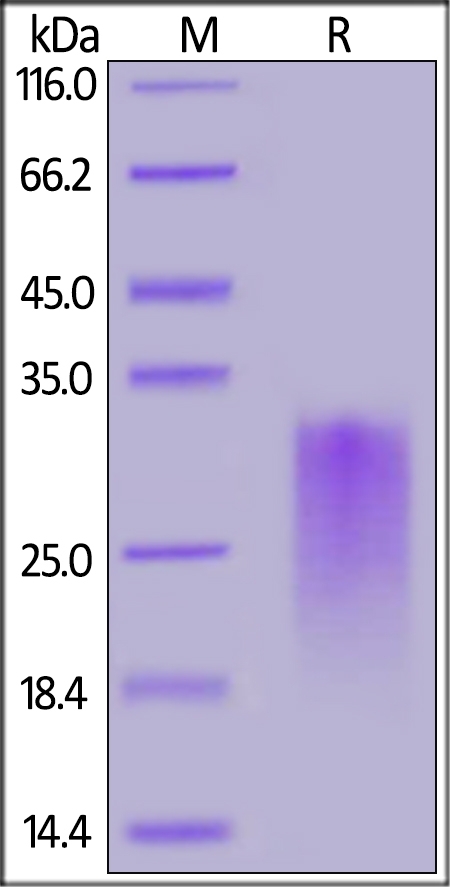 CD24 Recombinant Protein