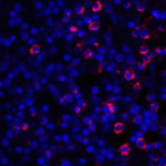 Immunofluorescence of CD28 in human spleen tissue with CD28 antibody at 20 μg/ml.