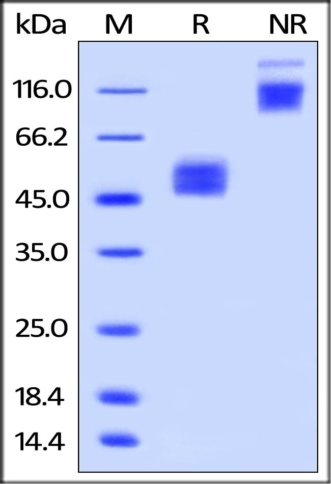 CD28H Recombinant Protein