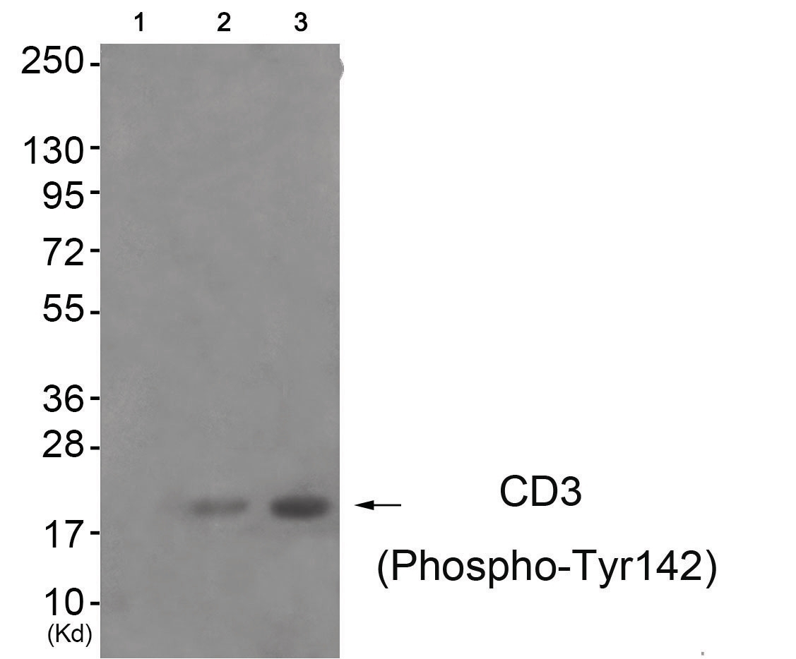 CD3 zeta (phospho Tyr142) Antibody