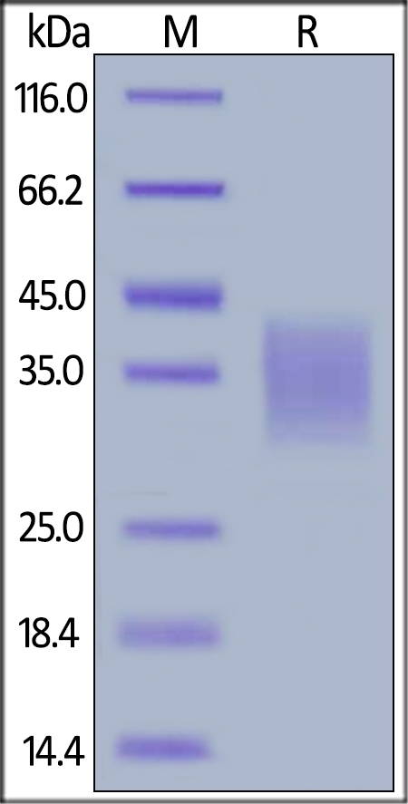 CD30 Ligand / TNFSF8 Recombinant Protein