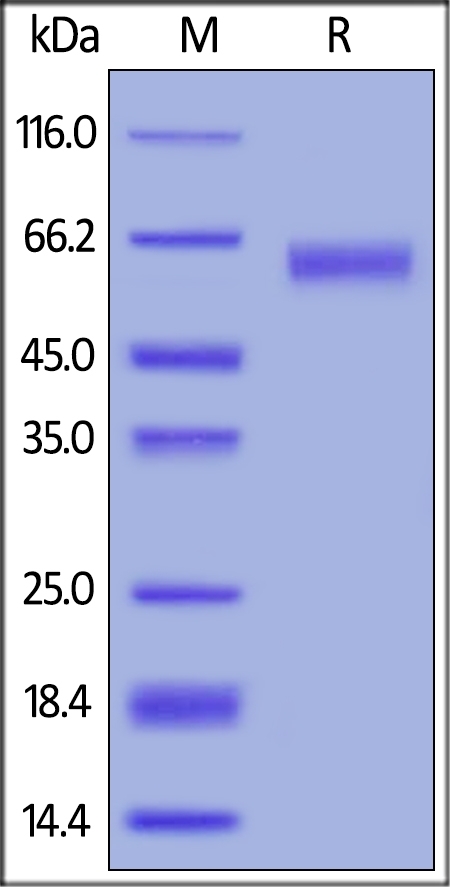 CD30 Ligand / TNFSF8 Recombinant Protein