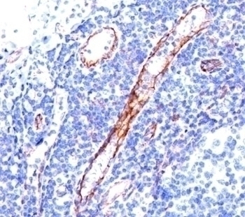 CD31 Antibody [C31.3]