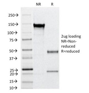 CD31 Antibody [C31.12]