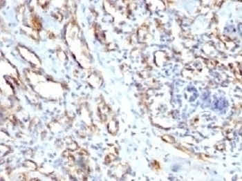 CD31 Antibody