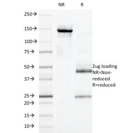 CD32 Antibody [7.3]