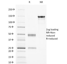 CD32 Antibody [8.7]