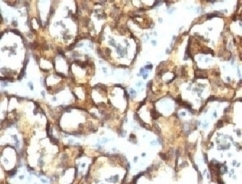CD34 Antibody [CDLA34-1]