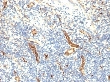 CD34 Antibody [HPCA1/1171]