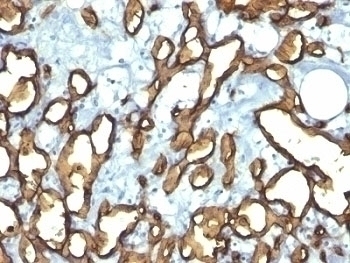 CD34 Antibody [HPCA1/763]