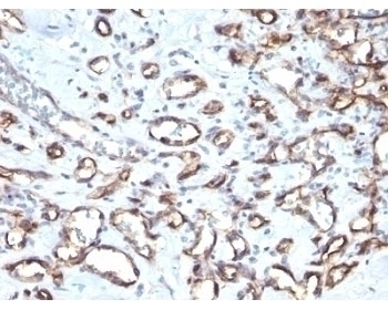 CD34 Antibody [SPM610]