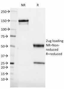 CD36 Antibody [185-1G2]
