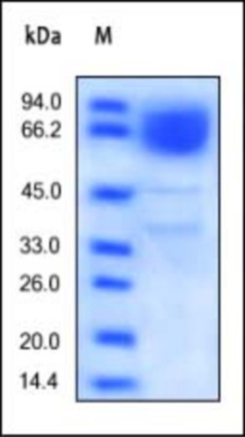 CD36 Recombinant Protein