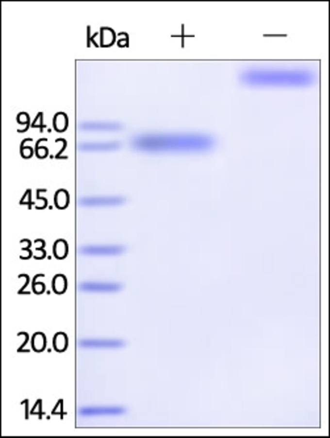 CD360 Recombinant Protein