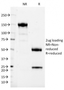 CD37 Antibody [IPO-24]