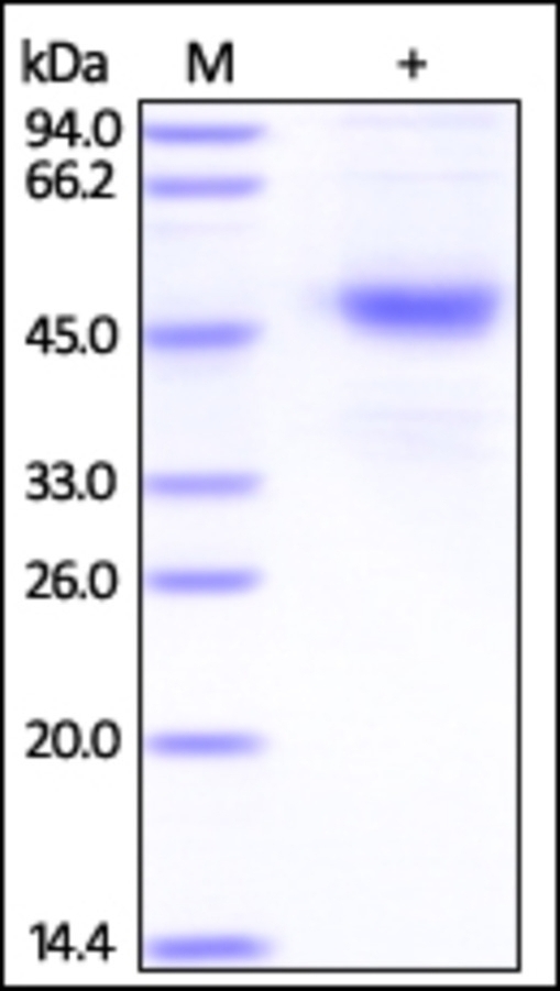 CD37 Recombinant Protein