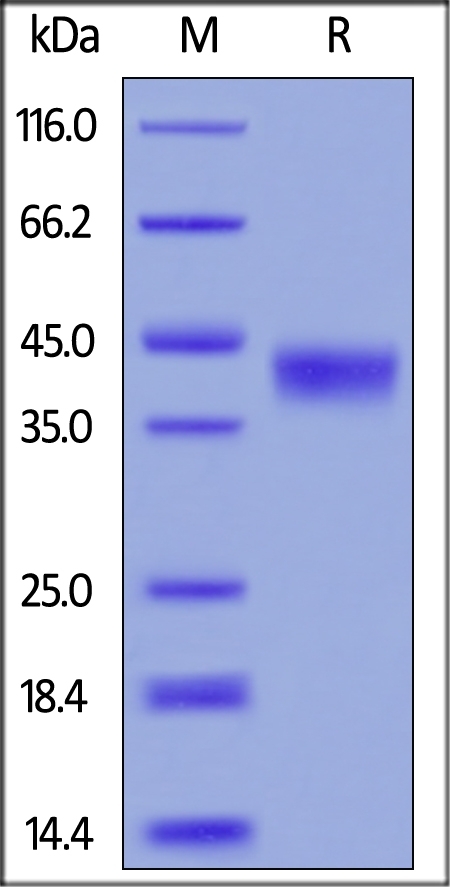 CD38 Recombinant Protein