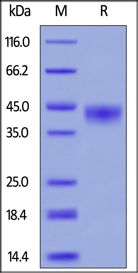CD38 Recombinant Protein