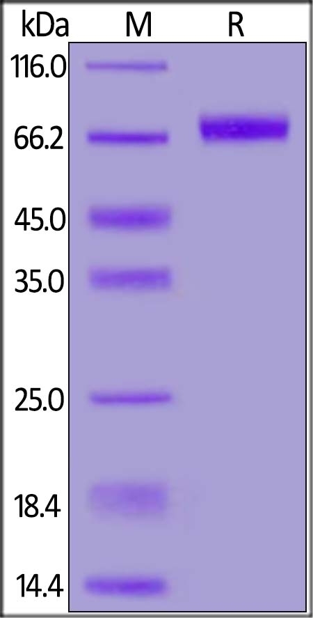CD39 / ENTPD1 Recombinant Protein
